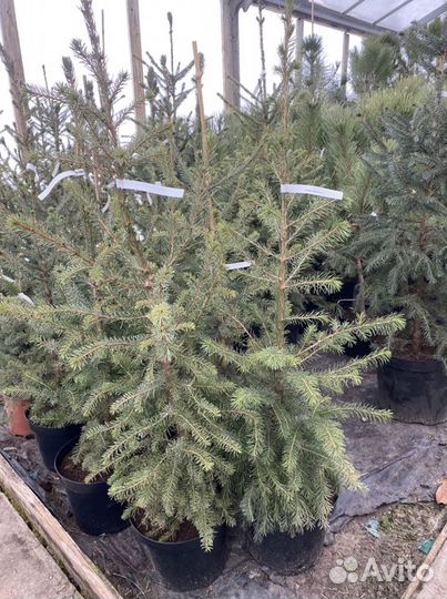 Ель Сербская Оморика