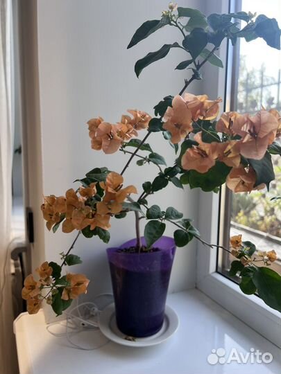 Бугенвиллия