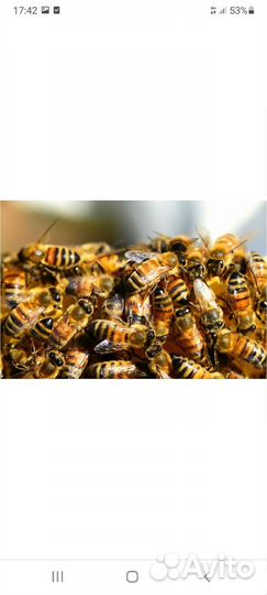 Пчелы