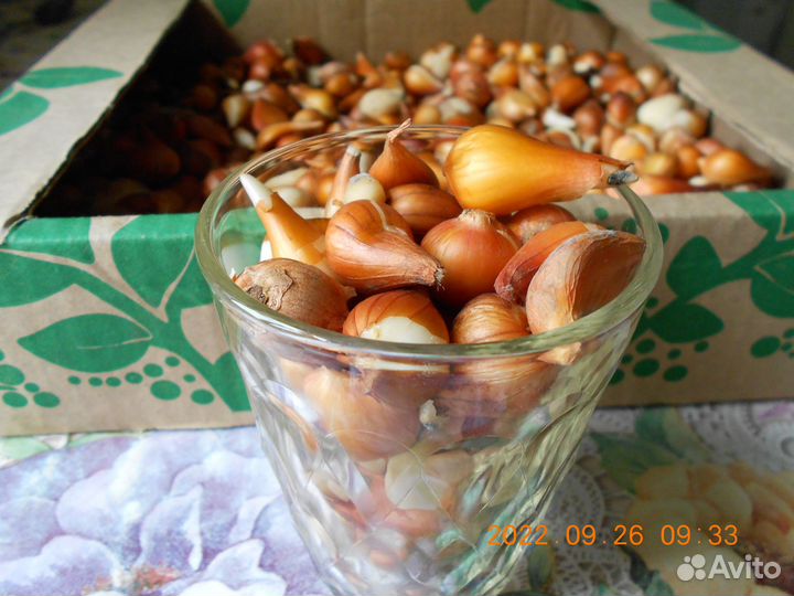 Продам луковицы тюльпанов, мелкая выборка