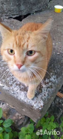 Отдам кота в добрые руки