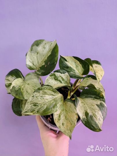 Эпипремнум Марбл Эпл