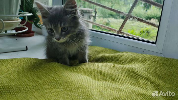 Шотландский котенок 2 мес в добрые руки