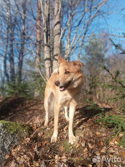 Коша ищет дом