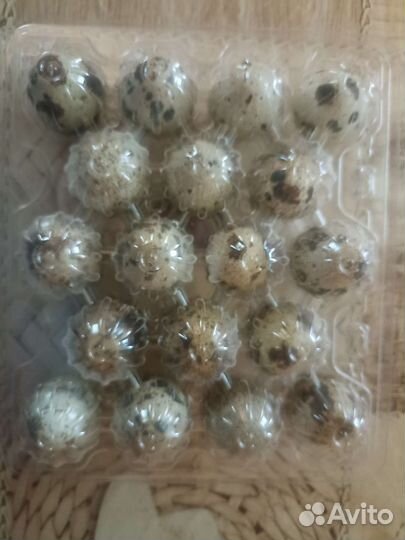 Яйца перепелинные домашние