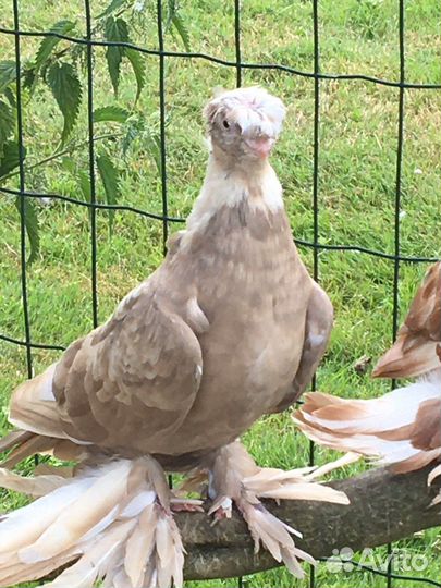 Голуби узбеки