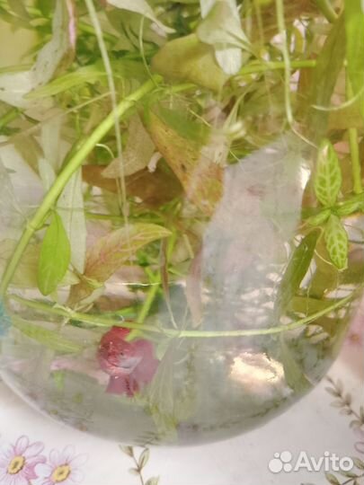 Рыбка петушок