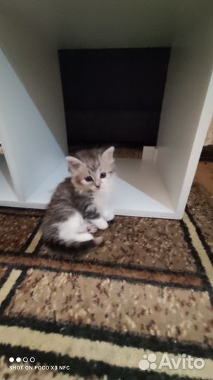 Котятки в добрые ручки