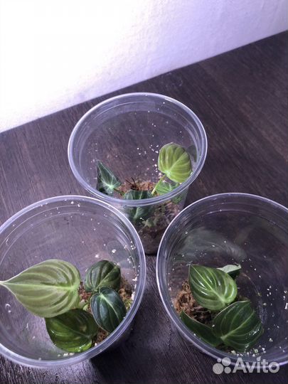 Филодендрон меланохризум и сплендид черенки