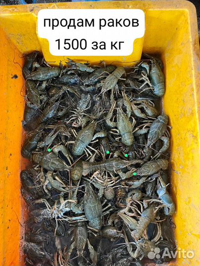 Продам рака