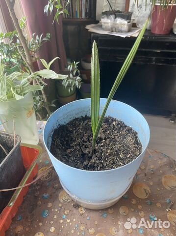 Финиковая пальма