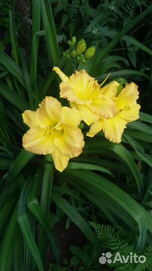 Лилейники, лилии