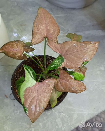 Сингониум ред спот триколор