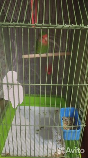 Попугай неразлучники с клеткой