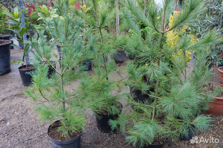 Сосна веймутова (мягкие иголки)