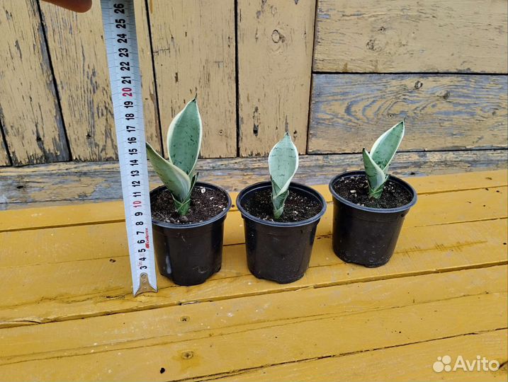 Сансевиерия Ханни Крем