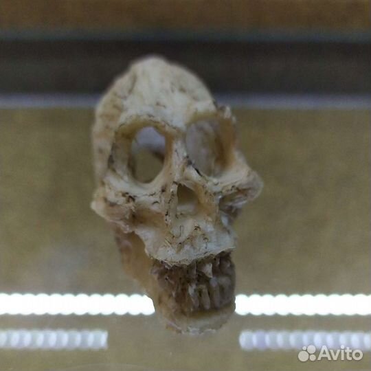 Черепа укрытия Exo Terra