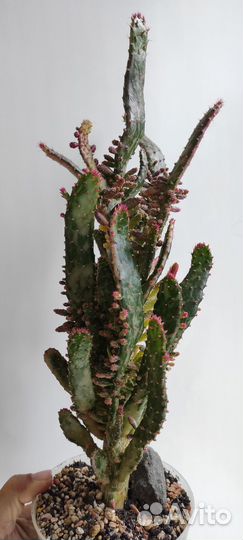 Опунция вариегатная