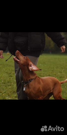 Кинолог, дрессировка собак