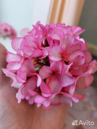 Пеларгония герань сортовая