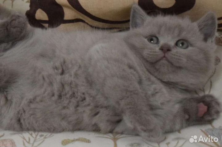 Игривые шотландские мальчики и девочки