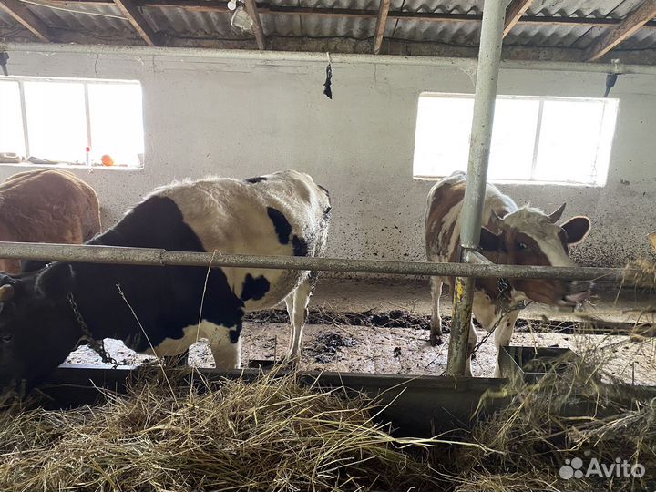 Крс с/х животные