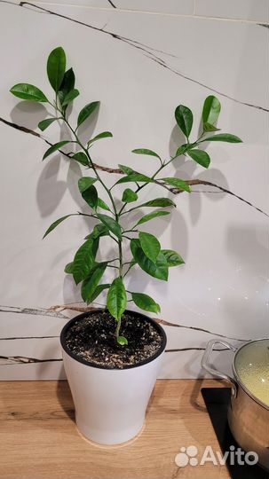 Домашние цветы