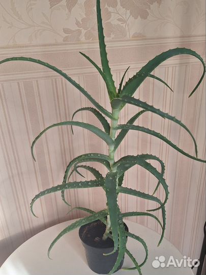 Алоэ 3 года. (Столетник)