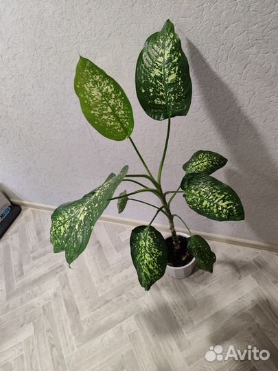 Диффенбахия с горшком