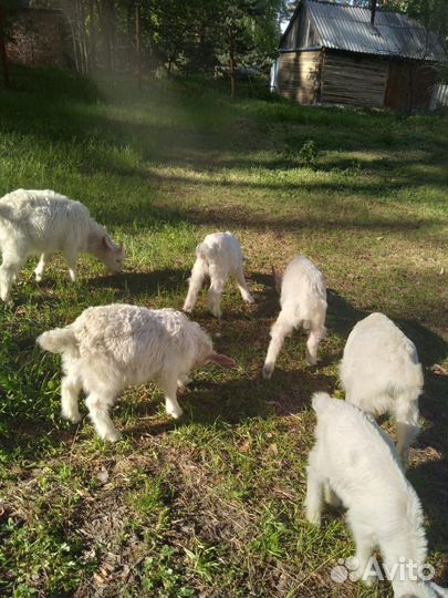 Зааненские козлята