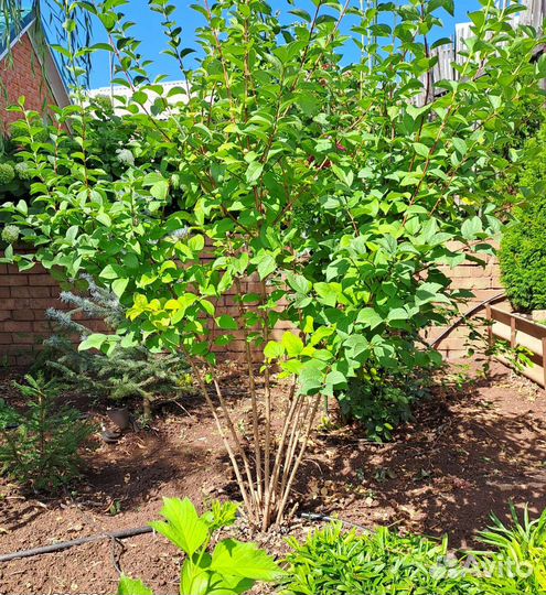 Жасмин (чубушник)