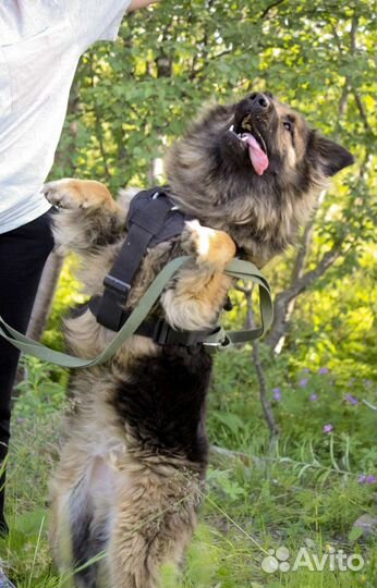 Собака в добрые руки отдам бесплатно