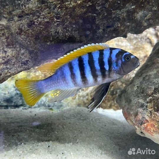 Яркие Цихлиды