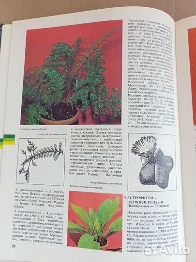 Энциклопедия комнатного цветоводства