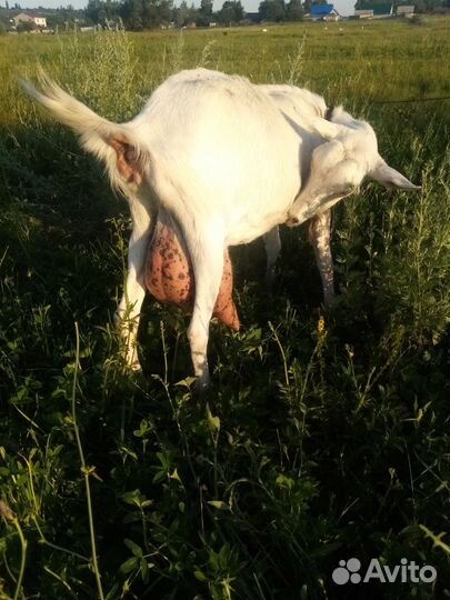 Дойная коза