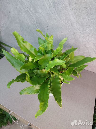 Папоротник Асплениум Scolopendrium d 17