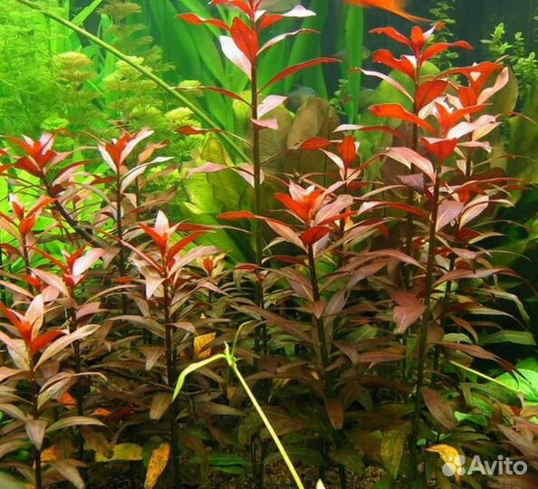 Гуппи чистые линии. Аквариумные растения