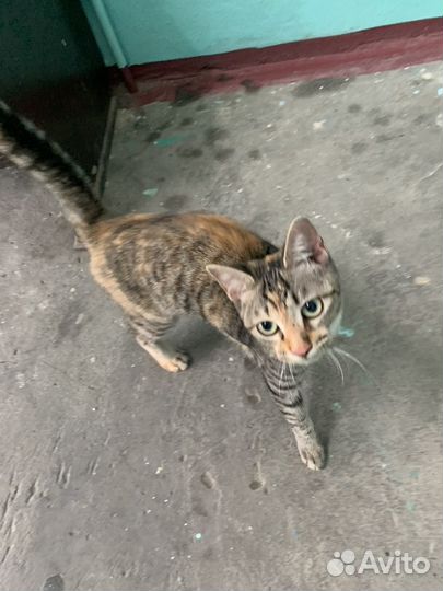 Подкинули в подъезд