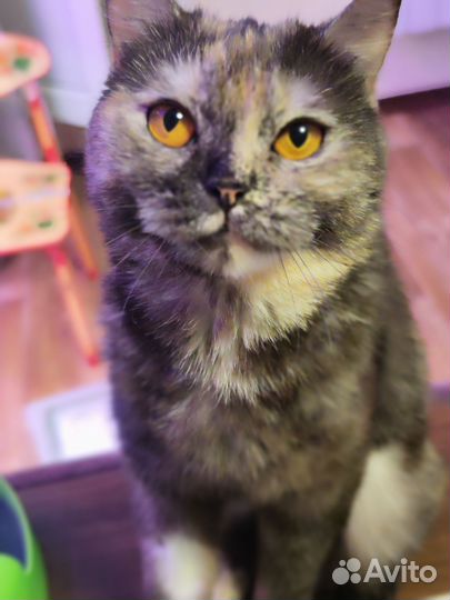 Кошка ищет дом