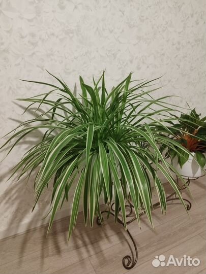 Комнатные растения. Хлорофитумы