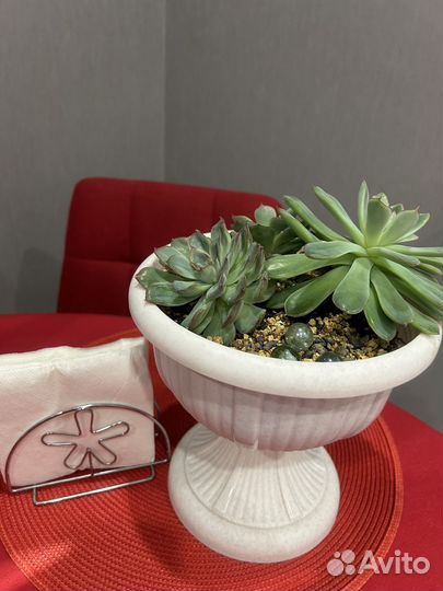 Суккуленты набор