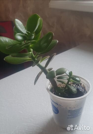 Продаём толстянку (