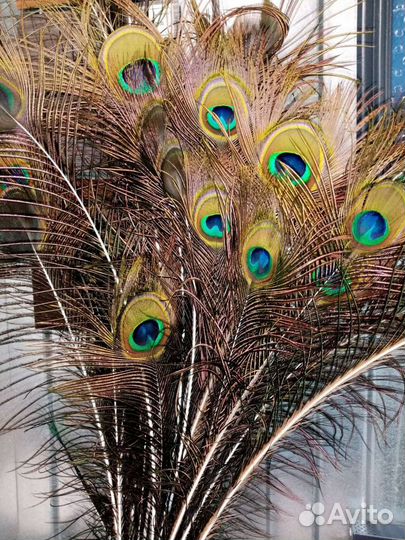 Перо павлина