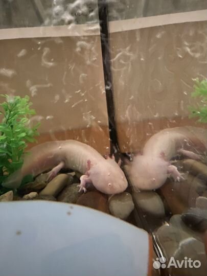 Аксолотли + аквариум