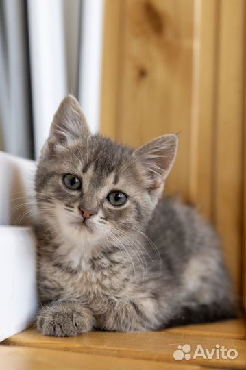 Котята в добрые руки мальчики