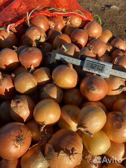 Лук от фермера урожай 2023