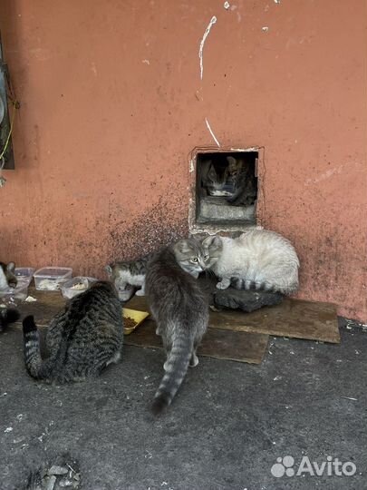 Котята