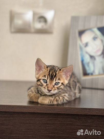 Бенгальский котенок мальчик