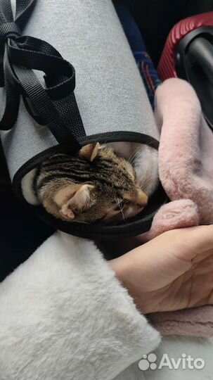 Переноска для кошек (и маленьких собак)