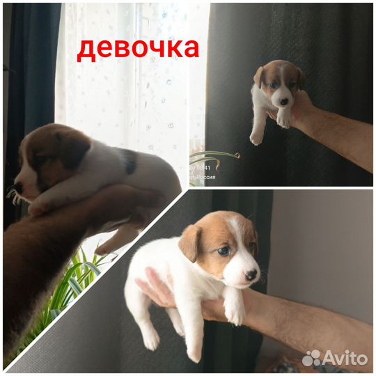 Щенки джек Рассел терьер